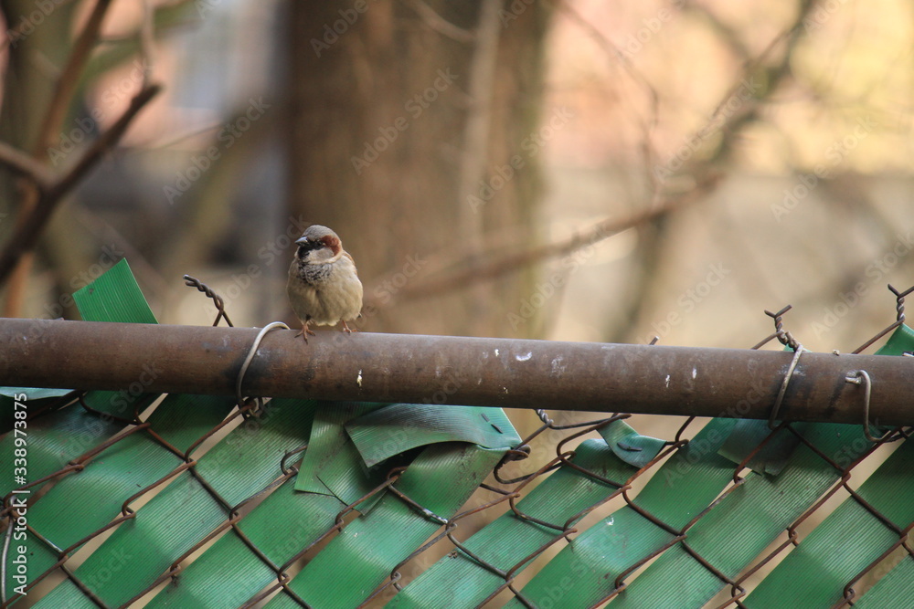 one bird