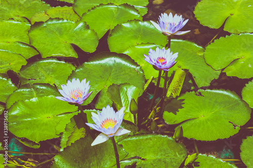 naturaleza viva