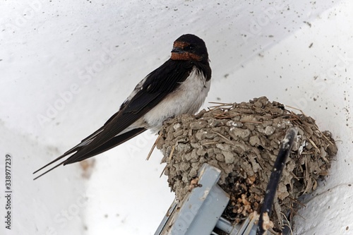 Barn swallow, Hirundo rustica, on the nest