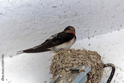Barn swallow, Hirundo rustica, on the nest