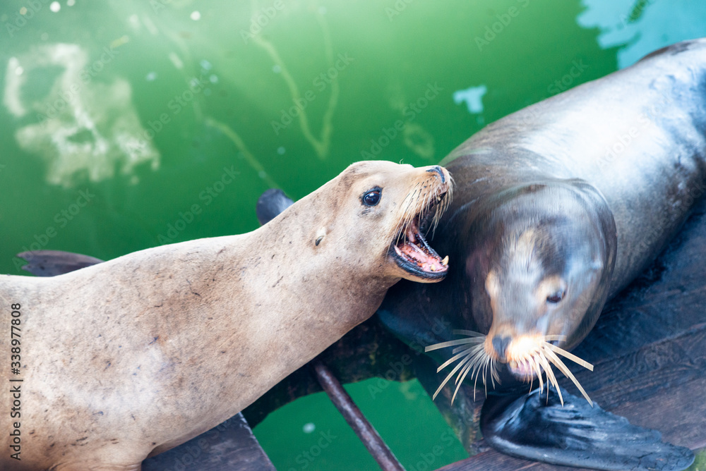 Fototapeta premium California sea lion. Zalophus californianus. Seal animal. Wild animalson a battle
