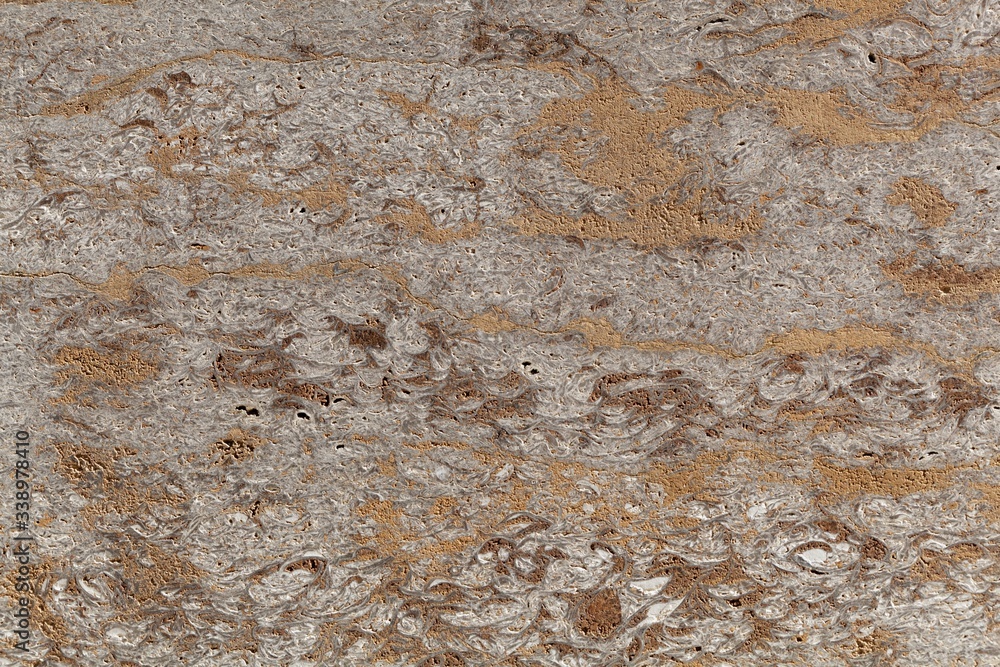 Surface of a clay mineral and fossil rich limestone of middle Triassic age from Southern Germany Surface of a clay mineral and fossil rich limestone of middle Triassic age from Southern Germany