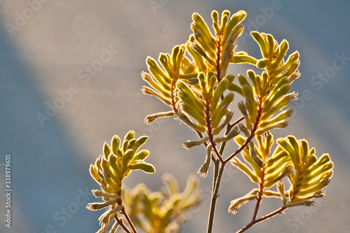 kangaroo paws