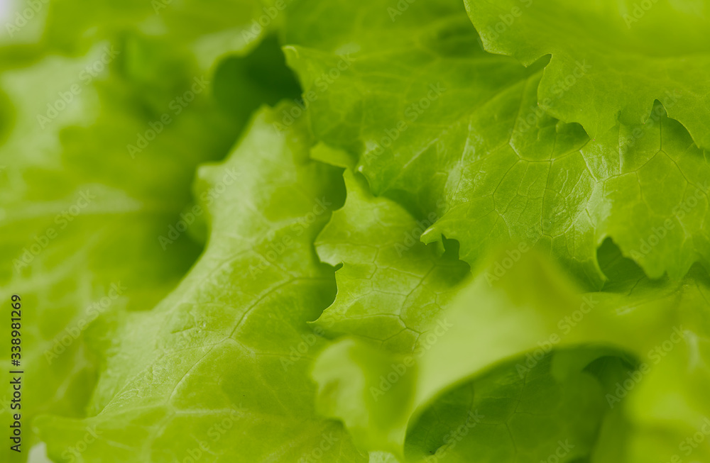 fresh lettuce isolated on white background fresh lettuce isolated on white background