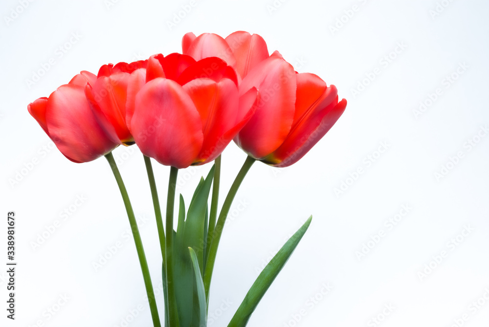 A bouquet of red tulips on a white isolated background. Space for text A bouquet of red tulips on a white isolated background. Space for text