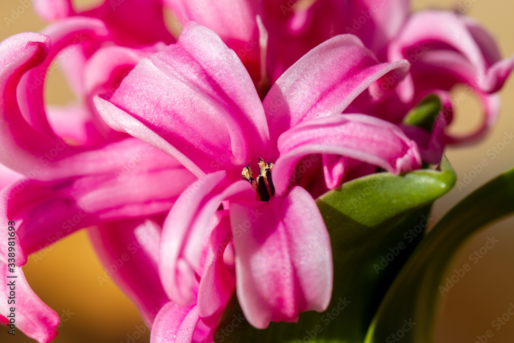 Hyacinthus bulbous in spring natural light