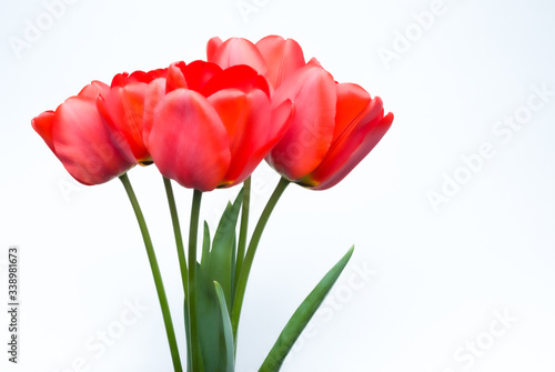 A bouquet of red tulips on a white isolated background. Space for text