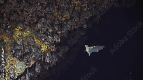 Amazing slo-mo shot of a large group of fruit bats inside a cave during the day. The flying fox looks for space to land on the celing of the cave. photo