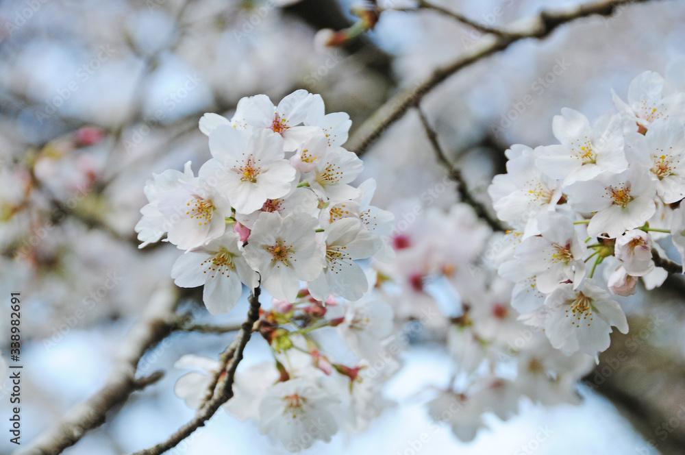 桜　鹿児島県出水市