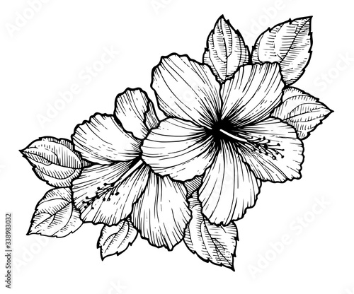 Hand drawn tropical hibiscus flower with leaves. Sketch florals on white background. Exotic blooms, engraving style for textile, surface design or banner. Great template for coloring book.