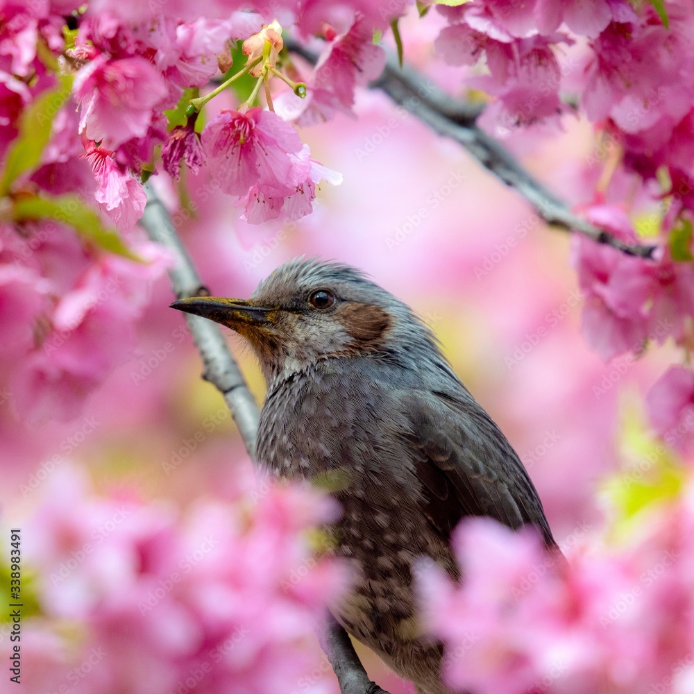 桜の蜜を吸うヒヨドリです。
桜の蜜を吸うヒヨドリです。