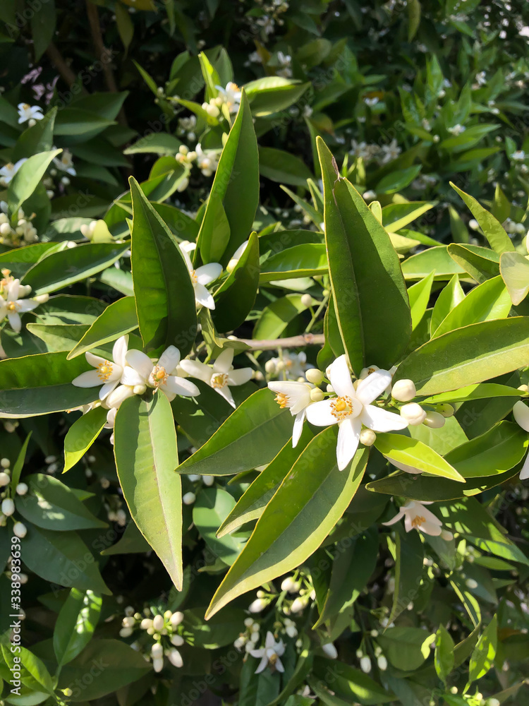 Close up orange tree flower bud with green leaves