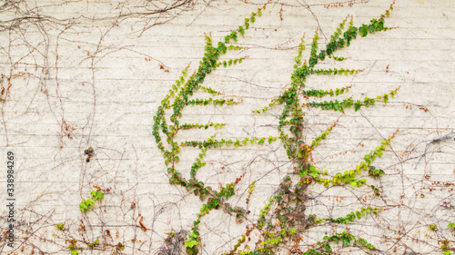 background texture-delicate green climbing vines and leaves on an exterior wall with copy space