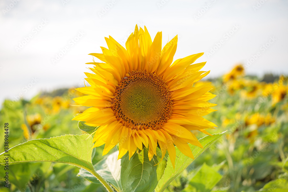 bright ripe flowers of sunflowers in the field at sunset, orange beautiful flowers, agricultural products, raw materials for the production of sunflower oil