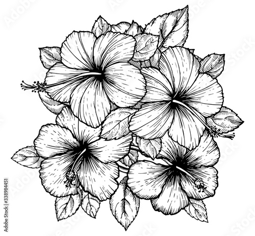 Hand drawn tropical hibiscus flower bouquet with leaves. Sketch florals on white background. Exotic blooms, engraving style for textile, surface design or banner. Great template for coloring book.