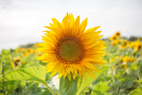 bright ripe flowers of sunflowers in the field at sunset  orange beautiful flowers  agricultural products  raw materials for the production of sunflower oil