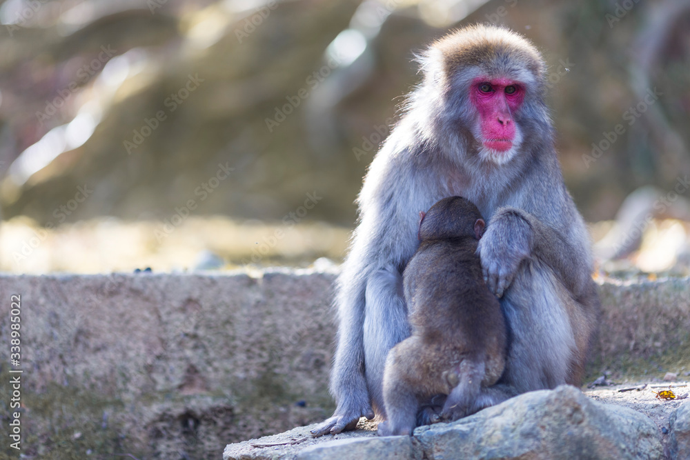 Adult Japanese Macaque at Arashiyama Monkey Park Iwatayama in Kyoto, Japan.