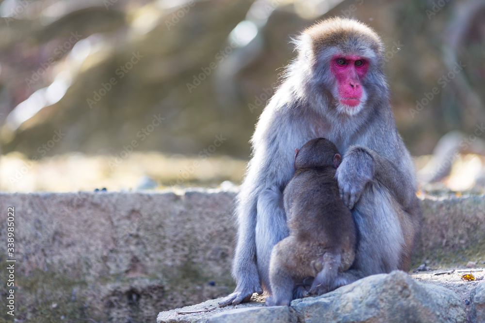 Adult Japanese Macaque at Arashiyama Monkey Park Iwatayama in Kyoto, Japan. Adult Japanese Macaque at Arashiyama Monkey Park Iwatayama in Kyoto, Japan.