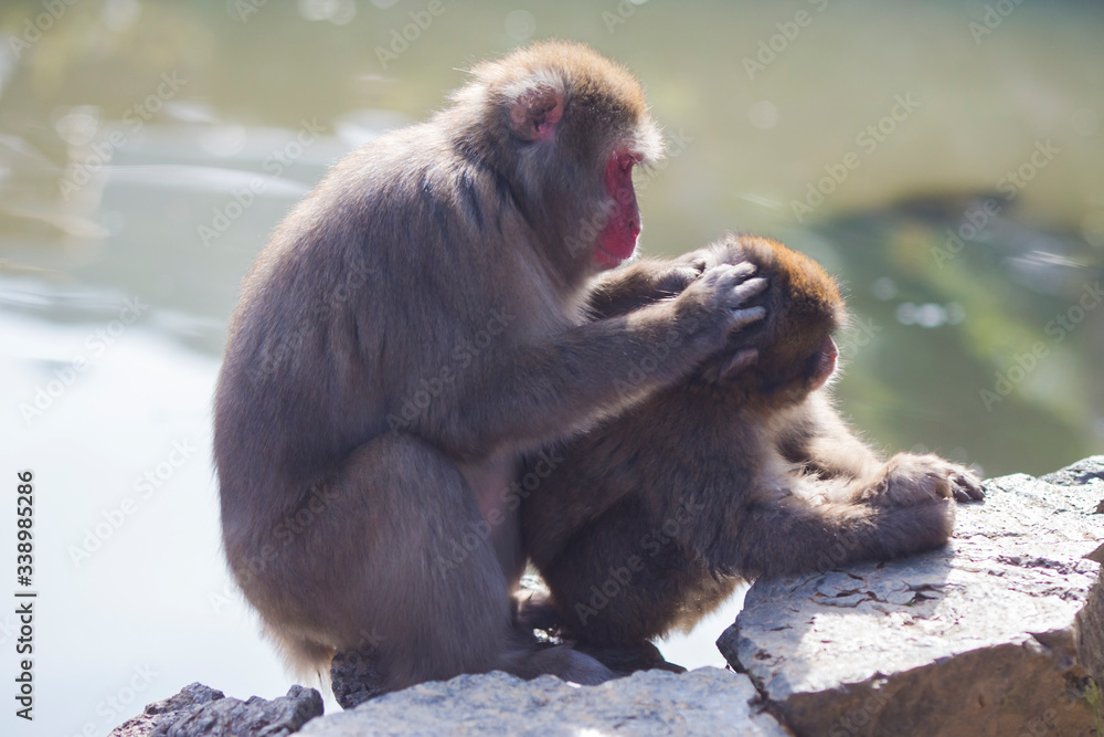 Animalistic Portrait of Two Japanese Macaque On Tree at Arashiyama Monkey Park Iwatayama in Kyoto, Japan.