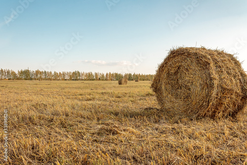 hay and straw mown in the field and baled at sunset, rustic landscape