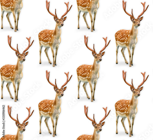 Seamless pattern of young orange deer Axis on a white background.