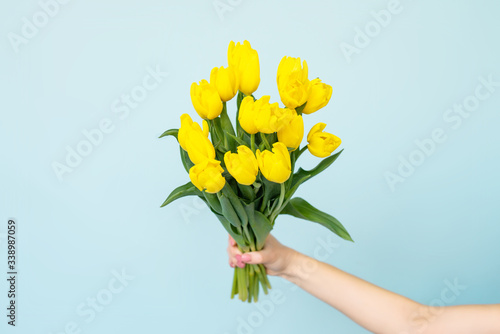 yellow spring flowers in hands on blue background. Bouqet of tulips. Home and interior decoration.