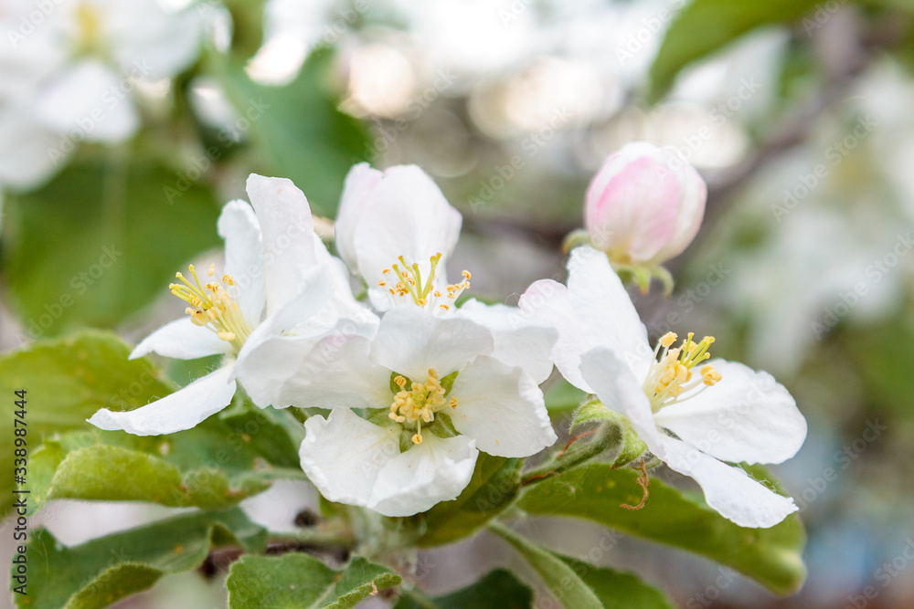 branch with blooming white flowers, cherry blossoms, against the blue blue sky branch with blooming white flowers, cherry blossoms, against the blue blue sky