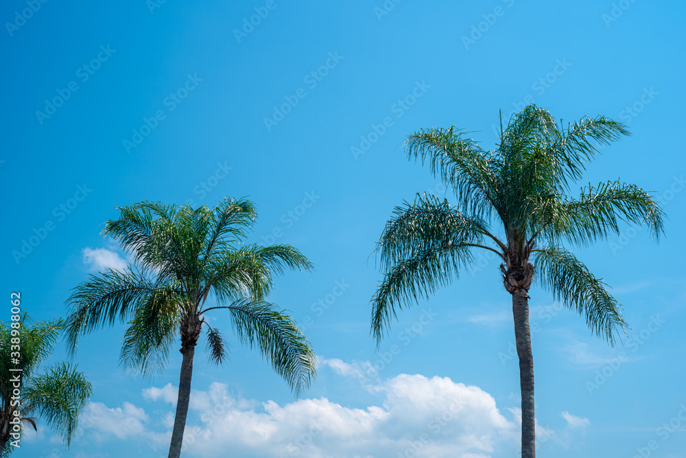 Palm trees on a blue sky