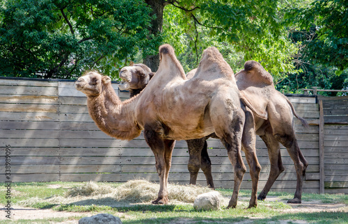 Pair of Bactrain Camels at a zoo habitat 
