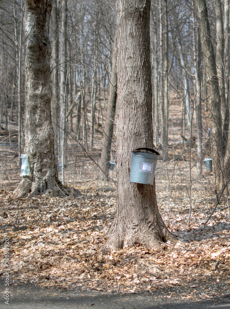 Bags and pails hang from maple trees at a farm that harvests maple sap fr maple syrup and maple sugar Bags and pails hang from maple trees at a farm that harvests maple sap fr maple syrup and maple sugar