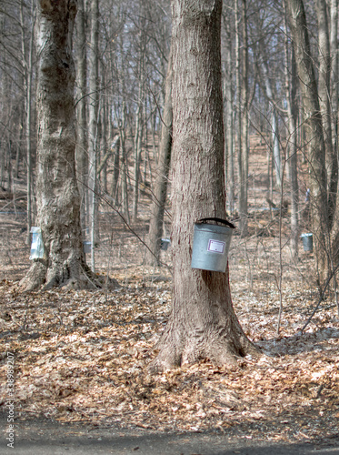 Bags and pails hang from maple trees at a farm that harvests maple sap fr maple syrup and maple sugar 