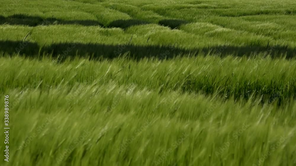 Wheat field crop in England close up UK 4K Wheat field crop in England close up UK 4K