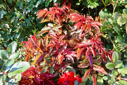 rose tree with vibrant colors