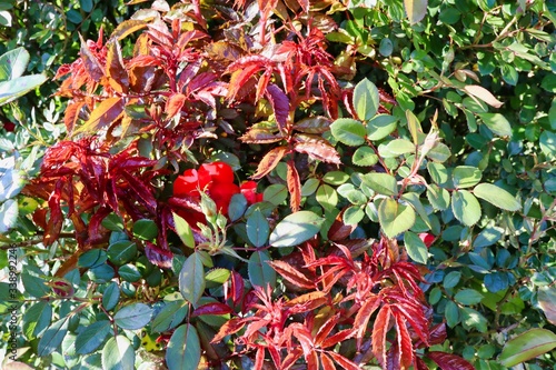 red rose tree with vibrant colors