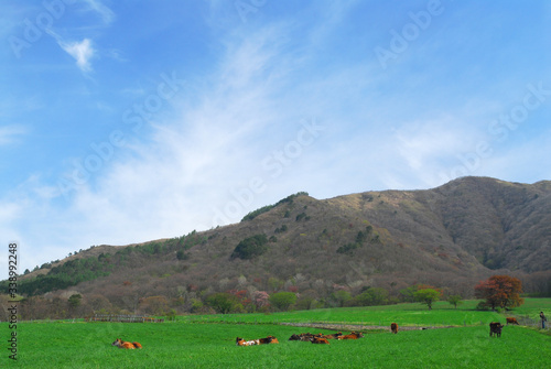岡山県蒜山高原のジャージー牛