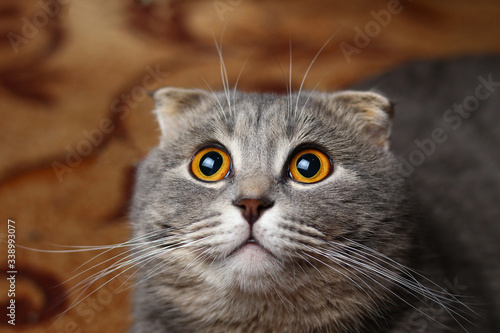 Photography A beautiful cat of a fashionable breed Scottish fold asks to eat