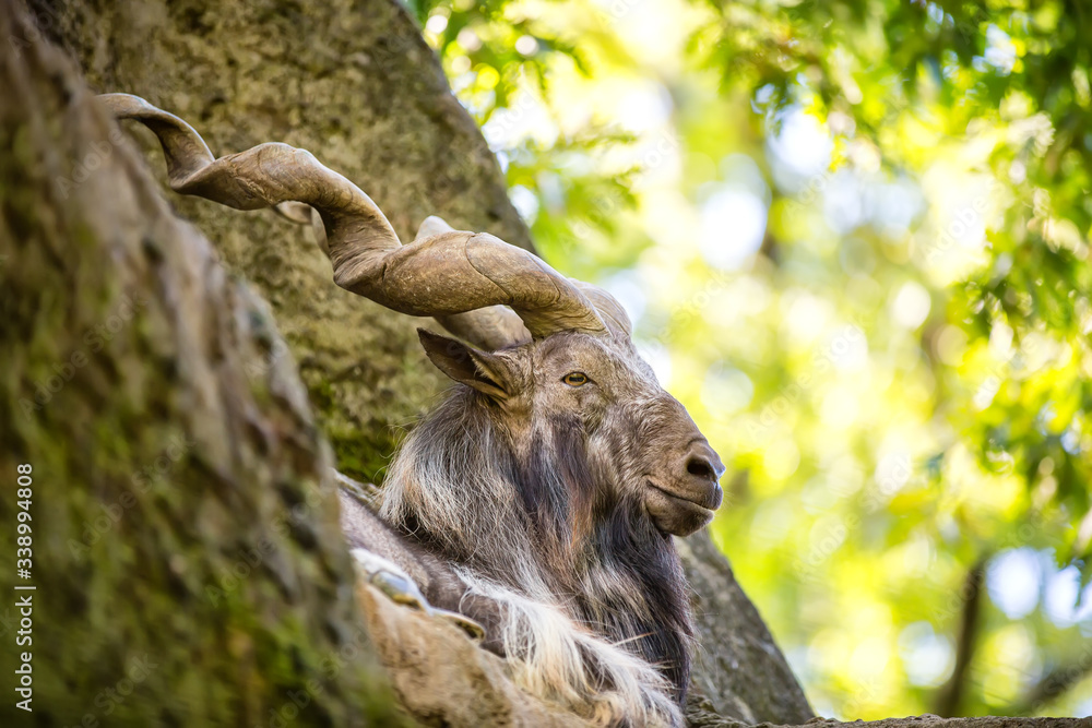 Bukharan markhor (Capra falconeri heptneri), also known as the screw horn goat, Turkomen Markhor. Markhor male at rest on the rock.Wildlife animal