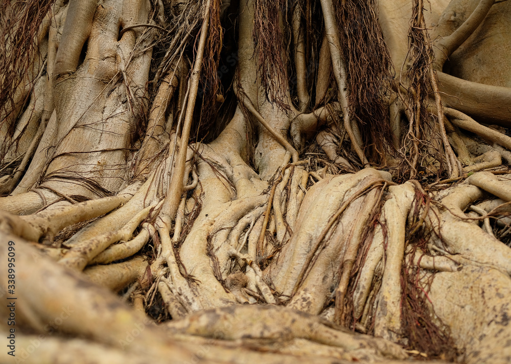 Close view of roots of a banyan tree. (Ficus bengalensis)