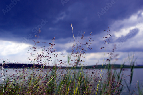 Grass on the river bank against a dark blue thundercloud in the sky. Evening landscape shot before the rain.
