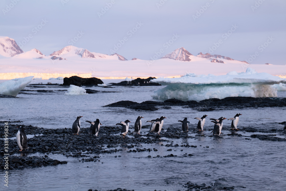 Fototapeta premium Brown Bluff area Antarctic Peninsula. Gentoo Penguins in the foreground