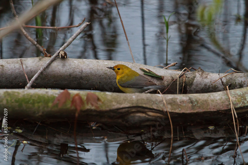 Female Prothonotary Warbler foraging in a dark swamp at Rondeau Provincial Park.  photo