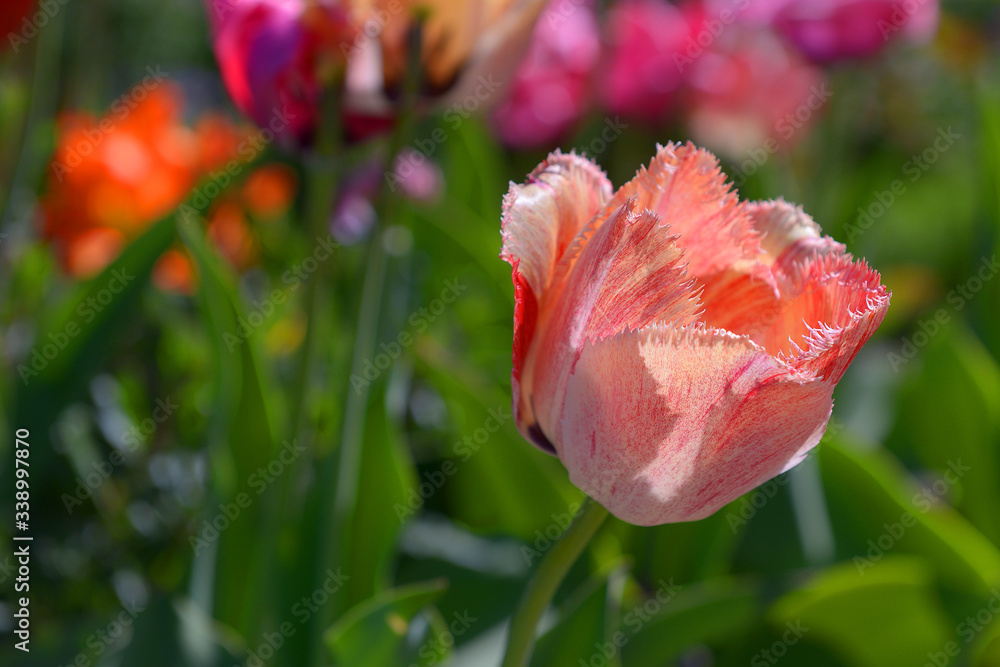 tulipe orange, blanche, rouge en gros plan tulipe orange, blanche, rouge en gros plan