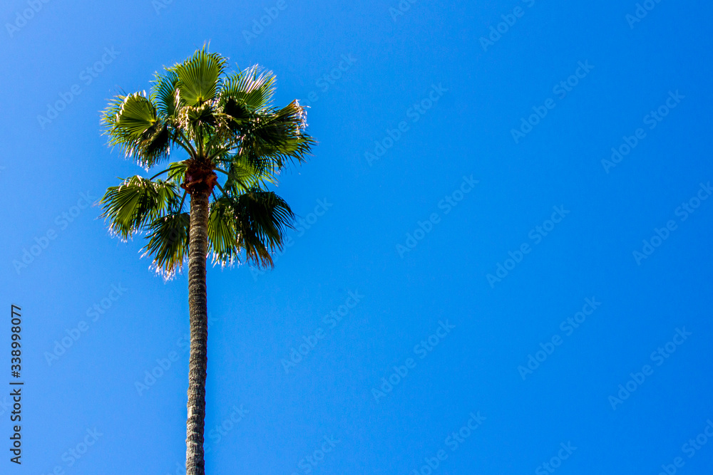 Fototapeta premium Lone Palm 2