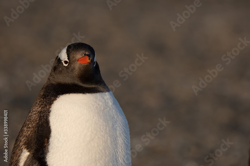 Gentoo Penguin close up  Brown Bluff  Antarctic Peninsula.