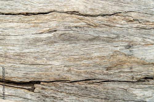 Old wood skin texture, nature wood tree texture background pattern.
