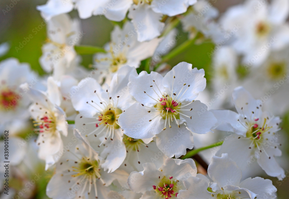 Blooming pear flowers in the garden Blooming pear flowers in the garden
