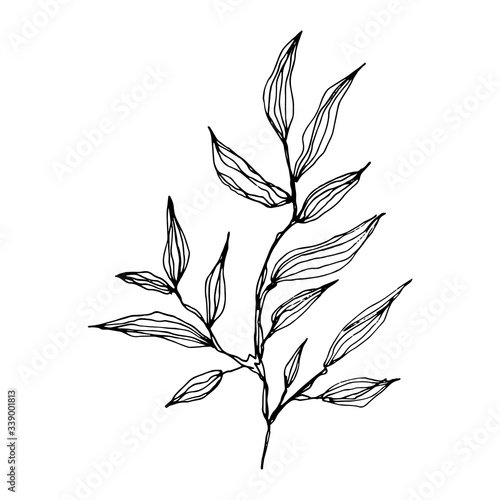 Hand drawn outline sketch of tree twig. Branch with leaves. Botanical hand drawn illustration in sketch style. isolated on a white background © Dina Guiter