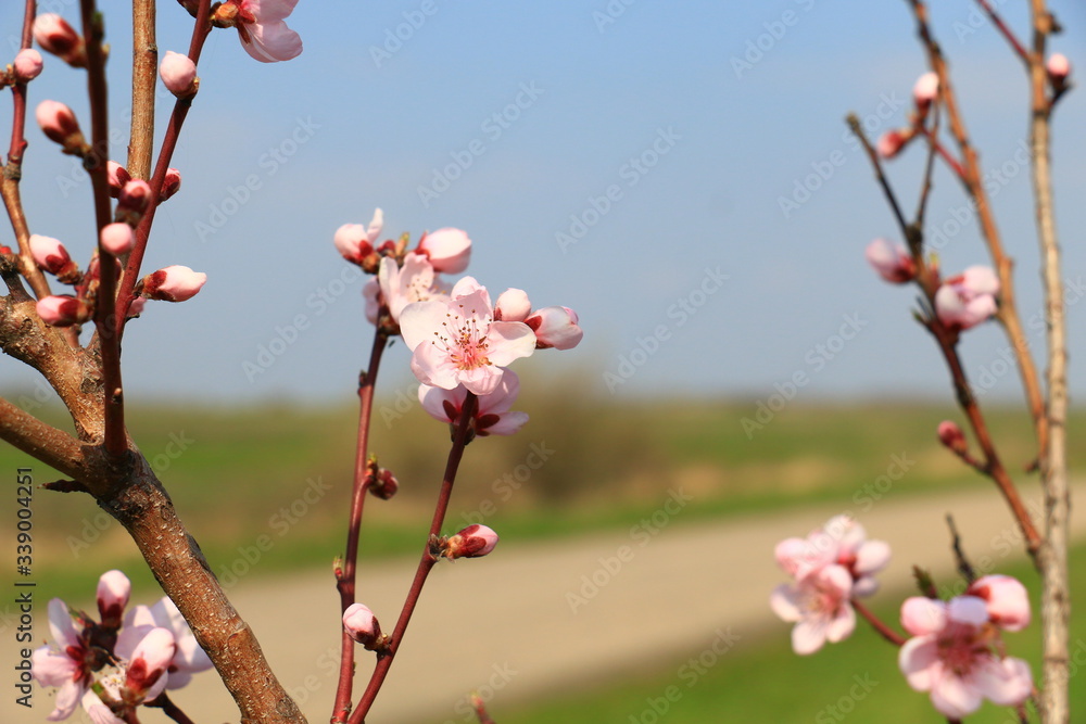 Blossoming peach tree branches, the background blurred Blossoming peach tree branches, the background blurred
