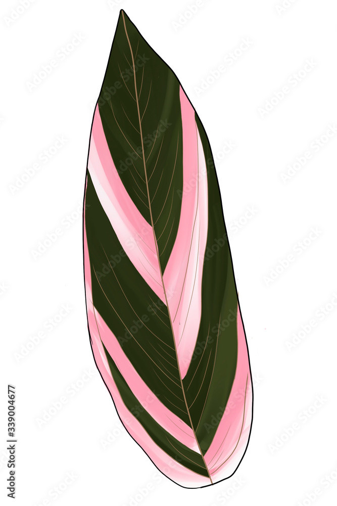 Watercolor stromanthe triostar leaf. Watercolor stromanthe triostar leaf.