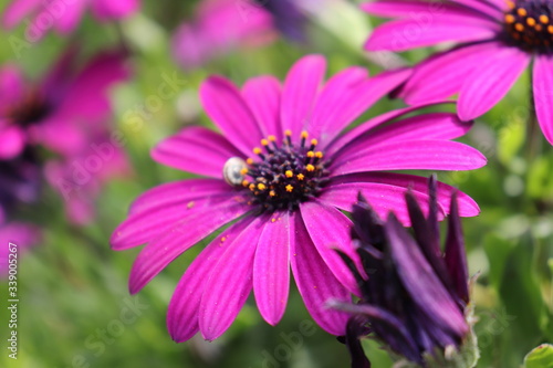 pink cosmos flower